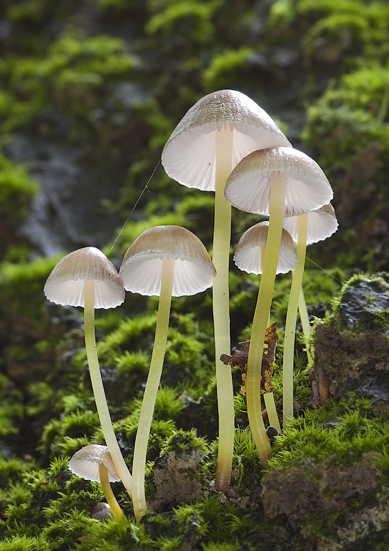 Mycena epipterygia